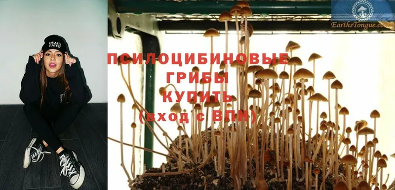 Псилоцибиновые грибы Psilocybe  Родники 